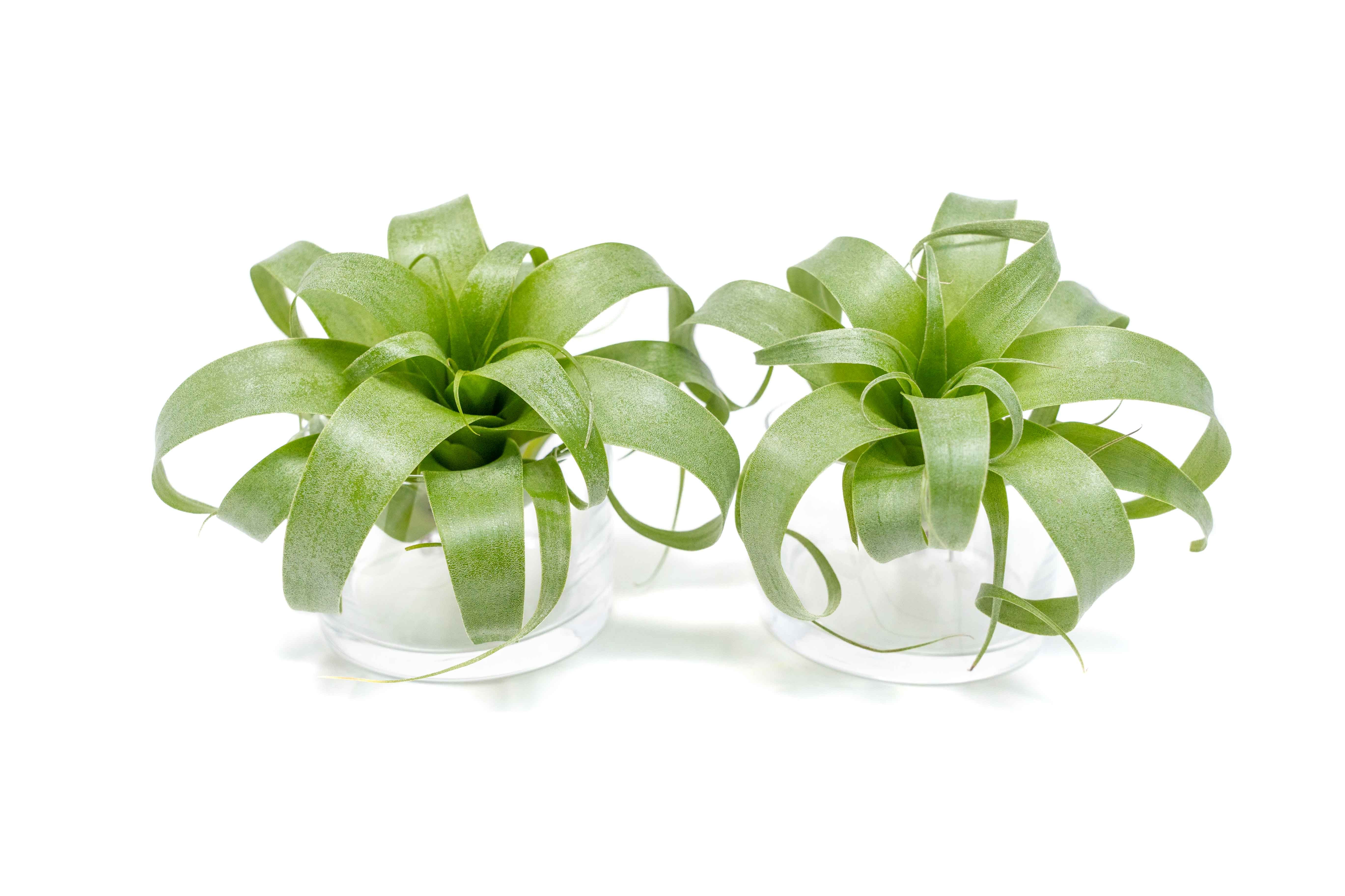 andinia pilosella 枝垂れ系ランシダ植物セット andinia pilosella