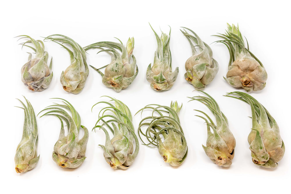 twelve large tillandsia seleriana air plants