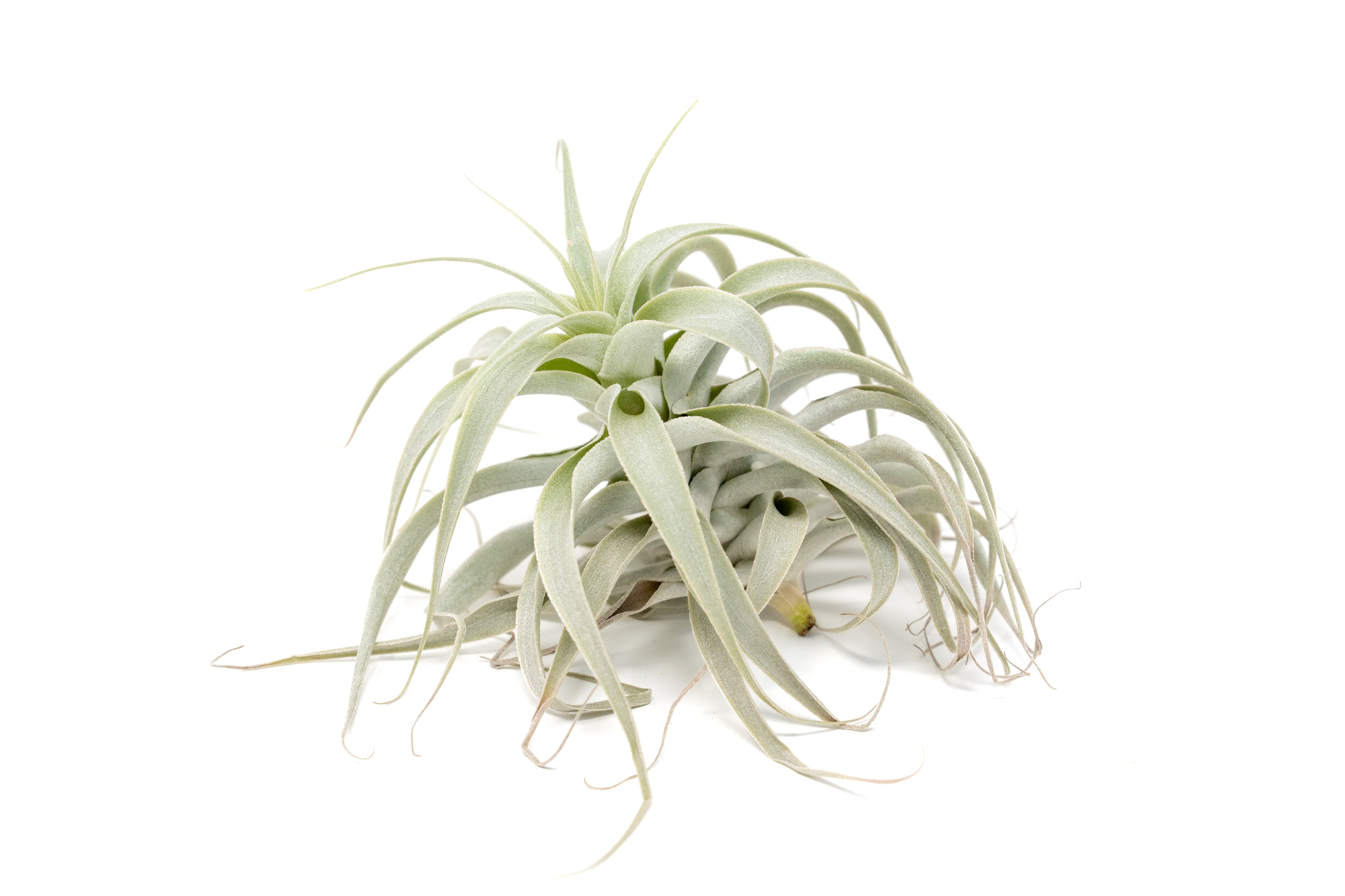 Tillandsia Cacticola Air Plant - Thumbnail 5