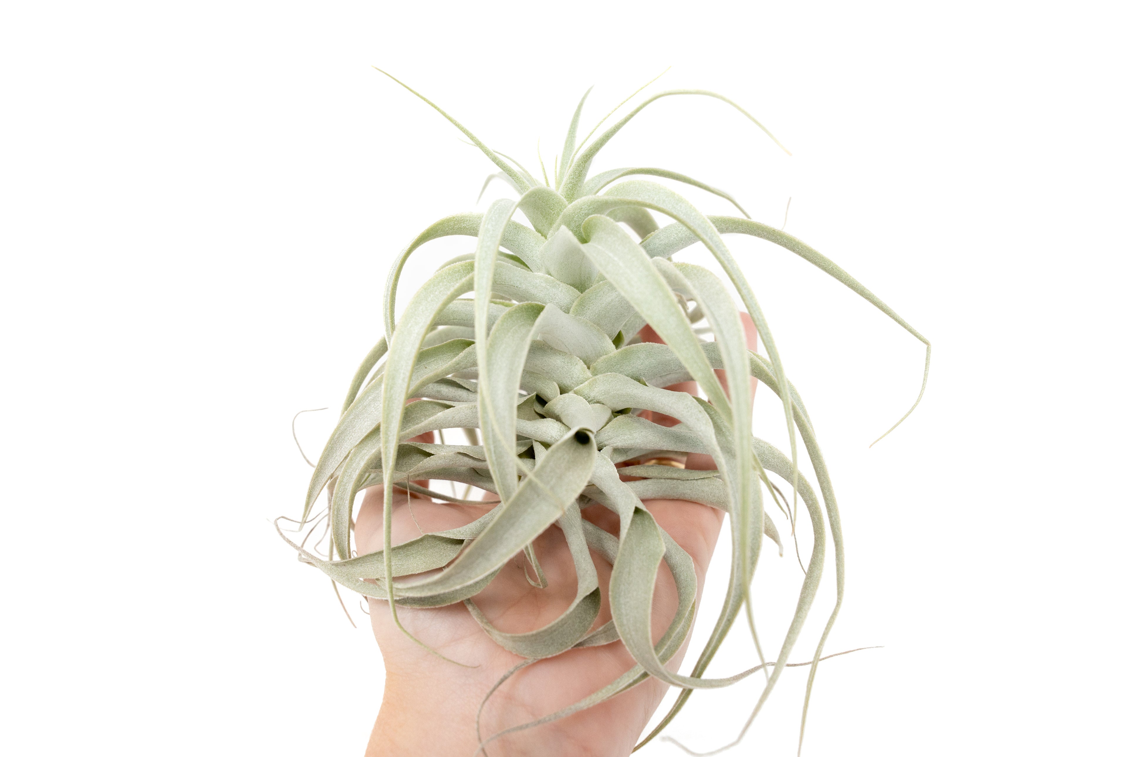 Tillandsia Cacticola Long Form Silver Air Plants – Air Plant