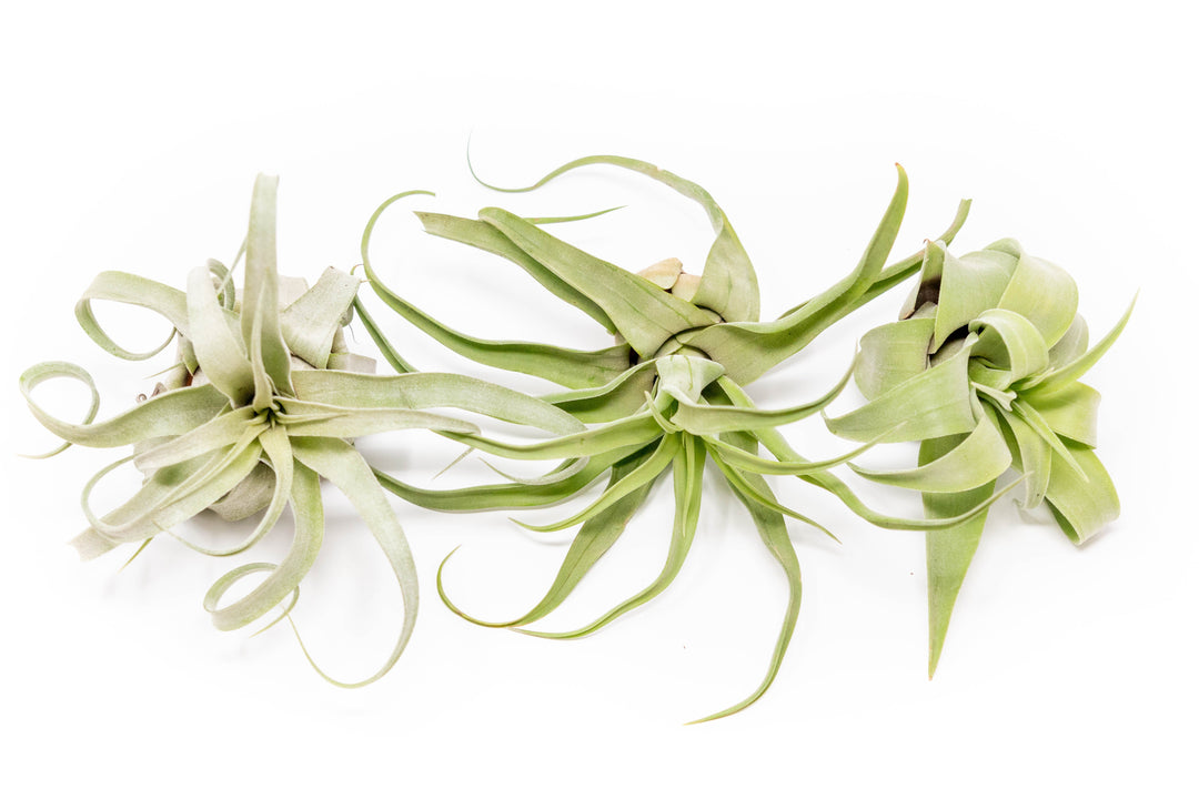 the open form tillandsia streptophylla air plants