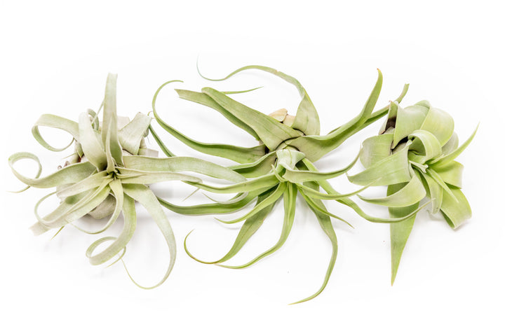 the open form tillandsia streptophylla air plants