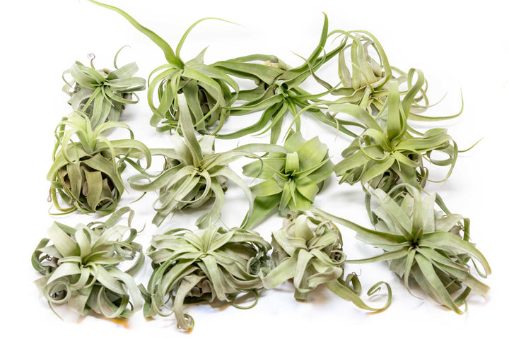 12 tillandsia streptophylla air plants