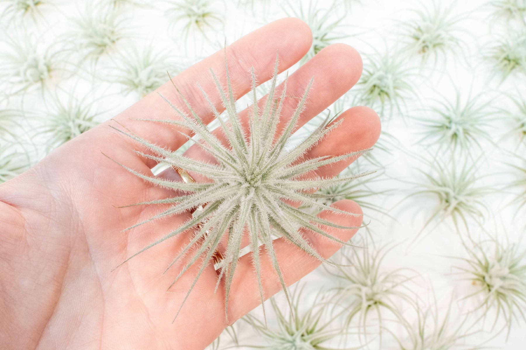air plant tectorum Small Tillandsia Tectorum Ecuador Air Plants / 1.25 Inch Plants
