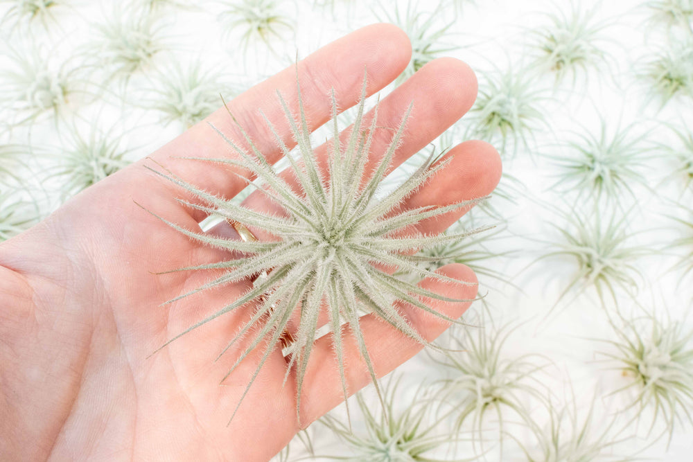 hand holding tillandsia tectorum ecuador air plant with many tectorums in the background