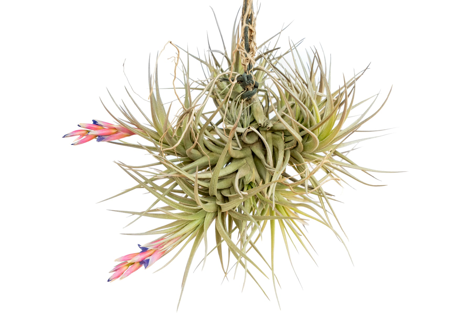 air plant with pink and purple flower Tillandsia Tenuifolia Air Plant Clumps, Large Hanging Clump / Single Clump