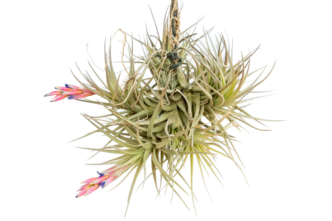 Set of 3 Hanging Tillandsia Clusters Combo Pack