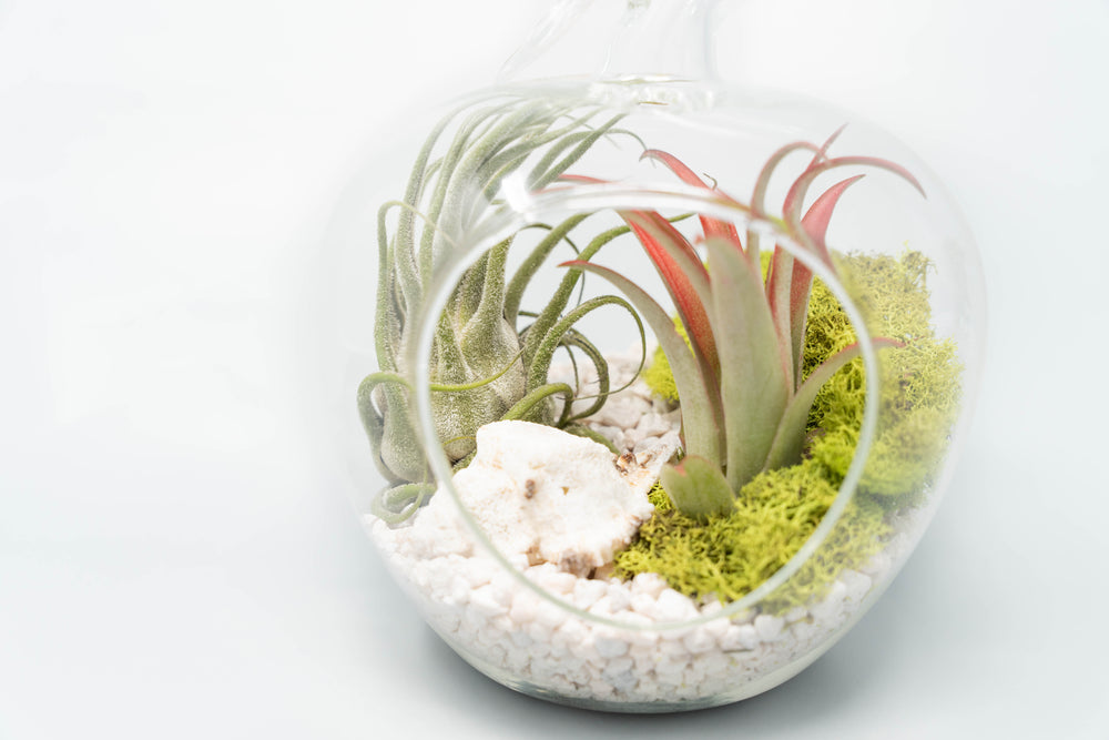 air plant pebbles Apple Terrarium with Pebble Kit and Tillandsia Air Plants