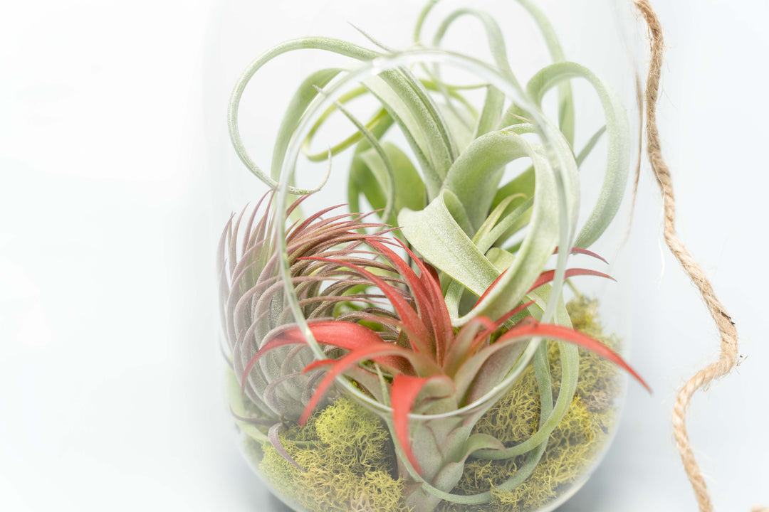 moss and air plant terrarium Capsule Terrarium with Moss and Tillandsia Air Plants