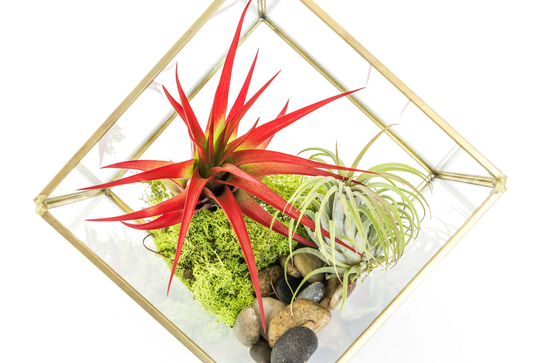 Wholesale - Heptahedron Geometric Glass Terrarium with Custom Tillandsia Air Plants