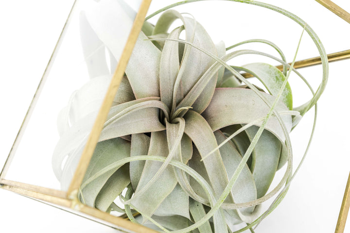 Wholesale - Heptahedron Geometric Glass Terrarium with Custom Tillandsia Air Plants