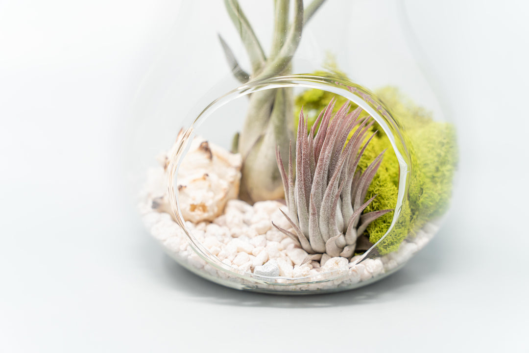 terrarium plants wholesale Pear Terrarium with Pebble Kit and Tillandsia Air Plants