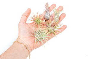 hand holding 5 assorted tillandsia ionantha air plants