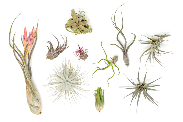 Shipper's Choice Collection of Tillandsia Air Plants