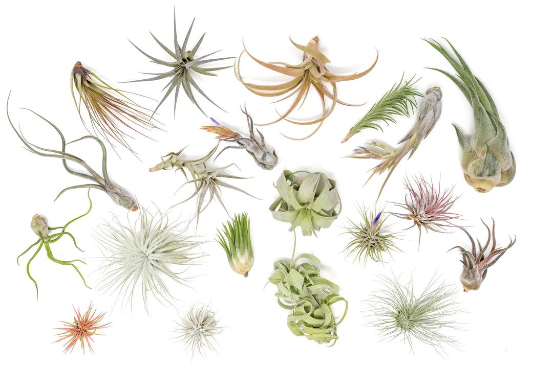 Shipper's Choice Collection of Tillandsia Air Plants