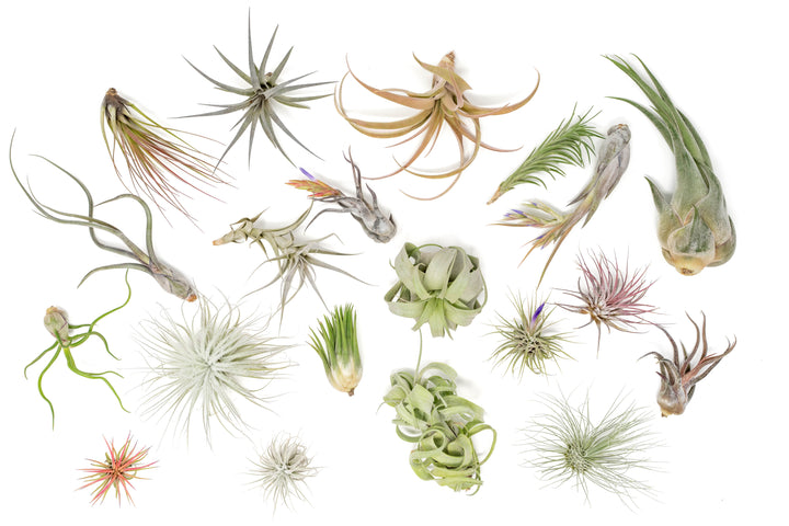 Shipper's Choice Collection of Tillandsia Air Plants