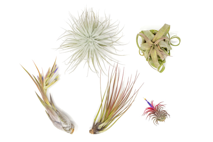 Shipper's Choice Collection of Tillandsia Air Plants