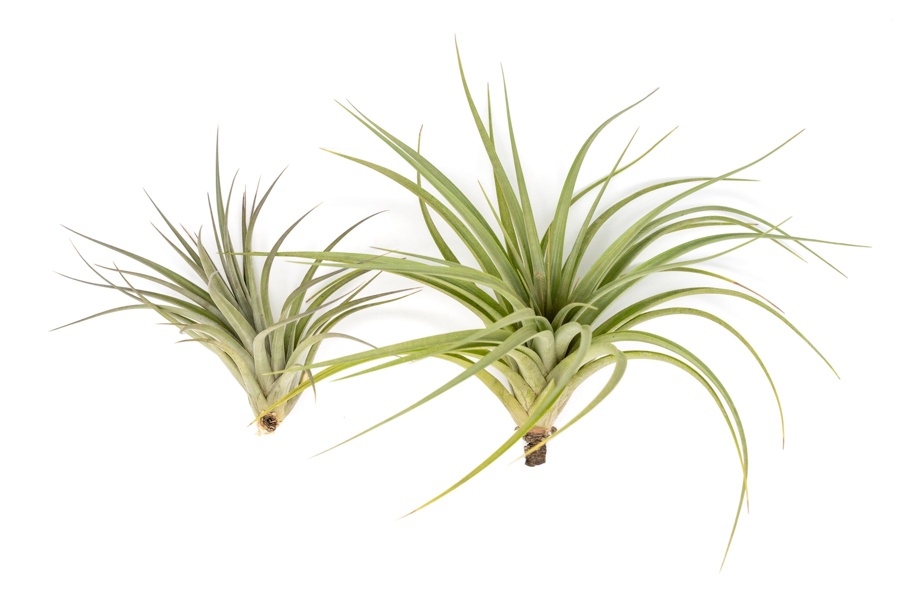 vernicosa air plant Tillandsia Vernicosa Air Plants