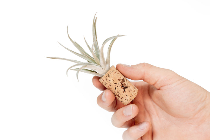 Wholesale - Magnetic Wine Corks with Assorted Tillandsia Air Plants