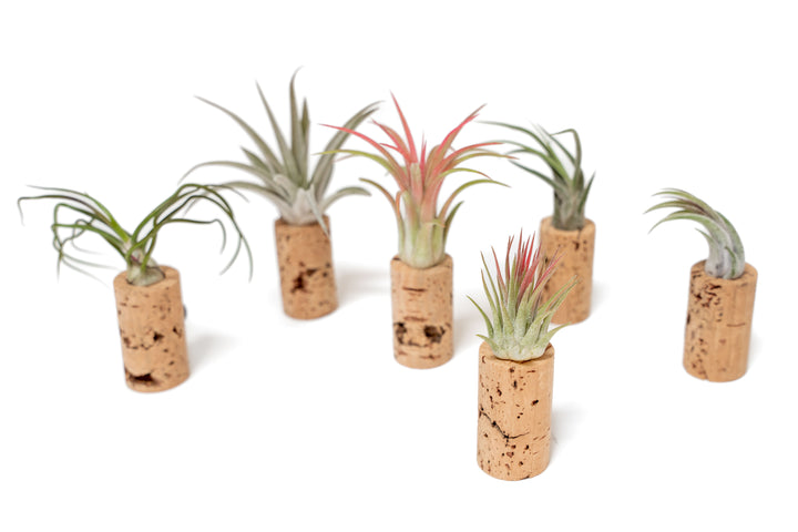 Wholesale - Magnetic Wine Corks with Assorted Tillandsia Air Plants