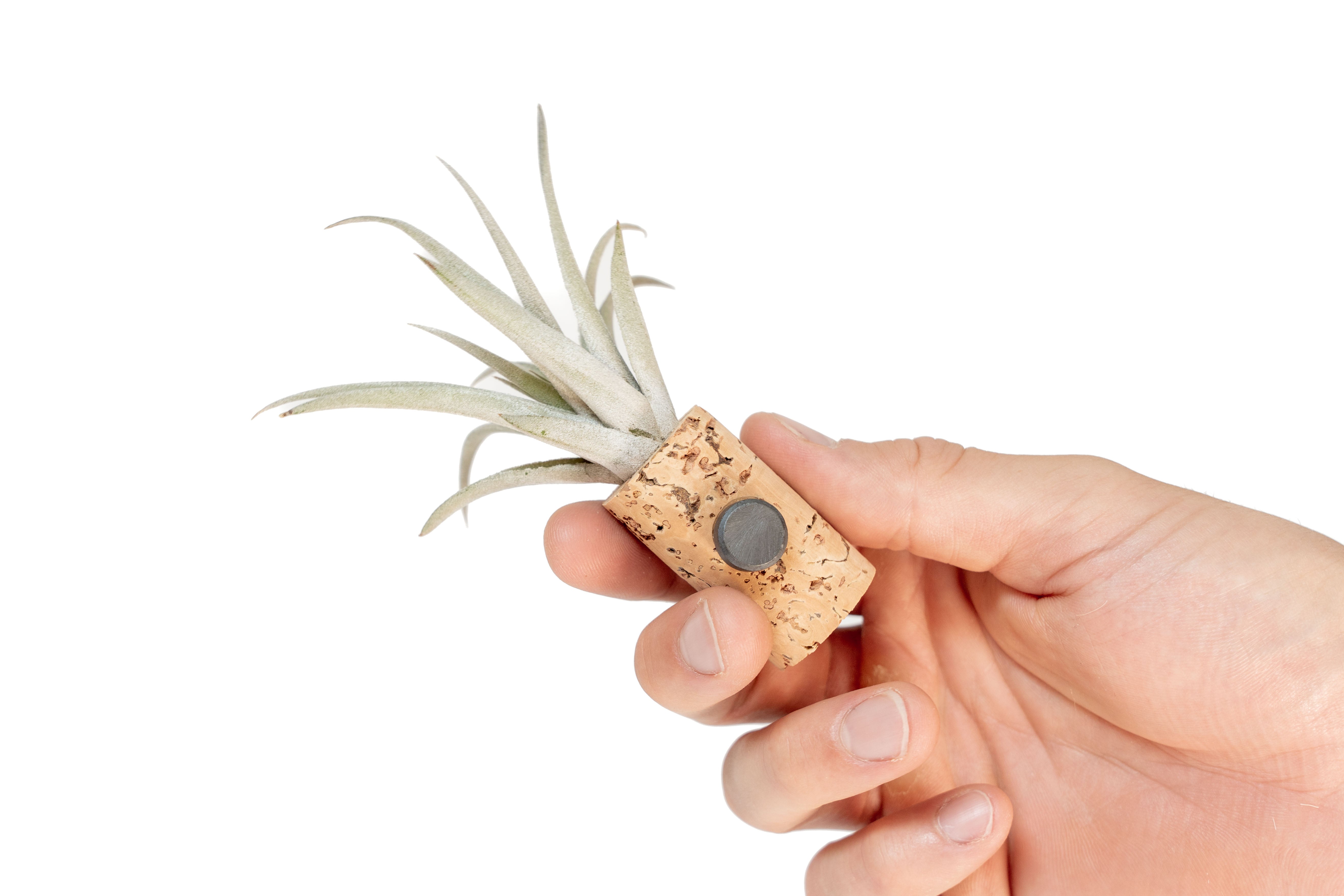 Tillandsia_Air_Plant_Wine_Cork