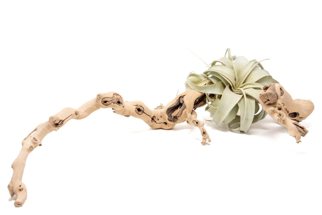 large grapewood branch with tillandsia xerographica air plant