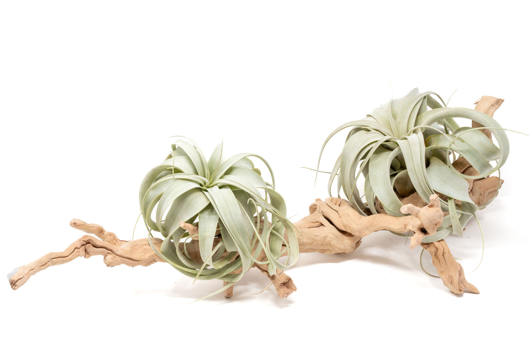 Large grapewood branch with two tillandsia xerographica air plants