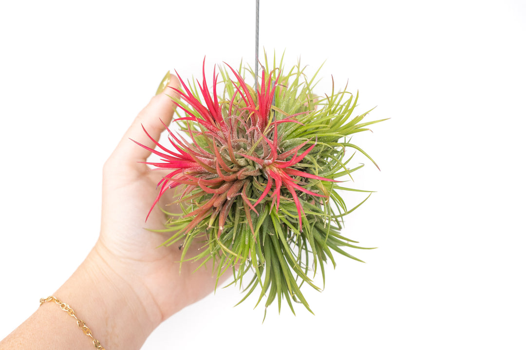Set of 3 Hanging Tillandsia Clusters Combo Pack