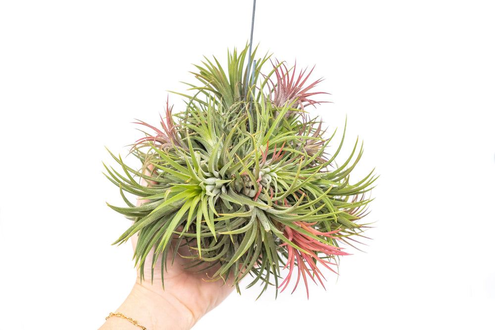 Hand holding a Large Tillandsia Ionantha Hanging Cluster