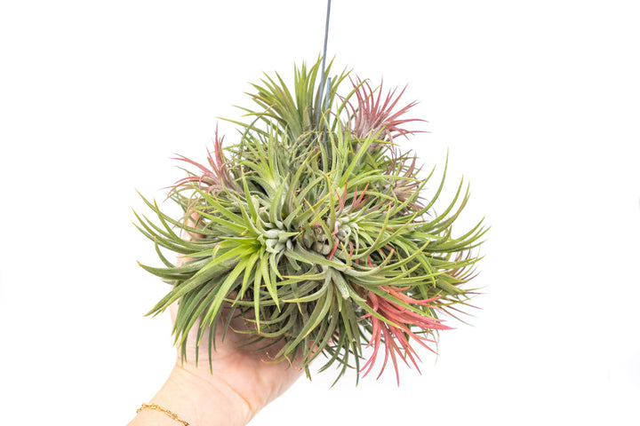 Hand holding a Large Tillandsia Ionantha Hanging Cluster