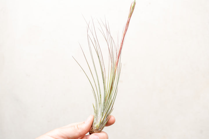 BLOOM SALE - Large Tillandsia Juncea - Set of 5 or 10 - 50% Off