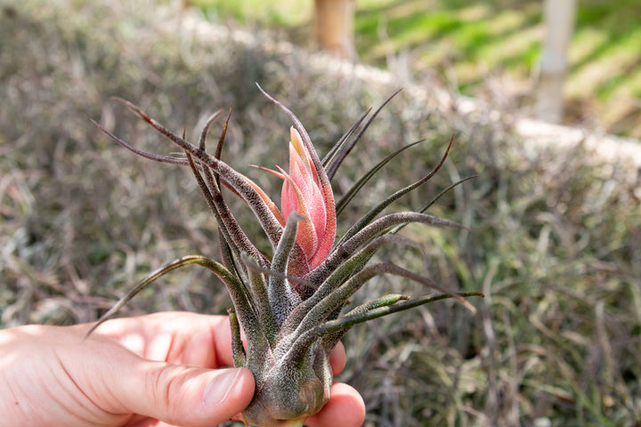 BLOOM SALE - Tillandsia Pruinosa Air Plants - Set of 5 or 10 - 20% Off