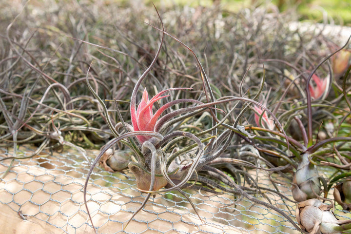 BLOOM SALE - Tillandsia Pruinosa Air Plants - Set of 5 or 10 - 20% Off