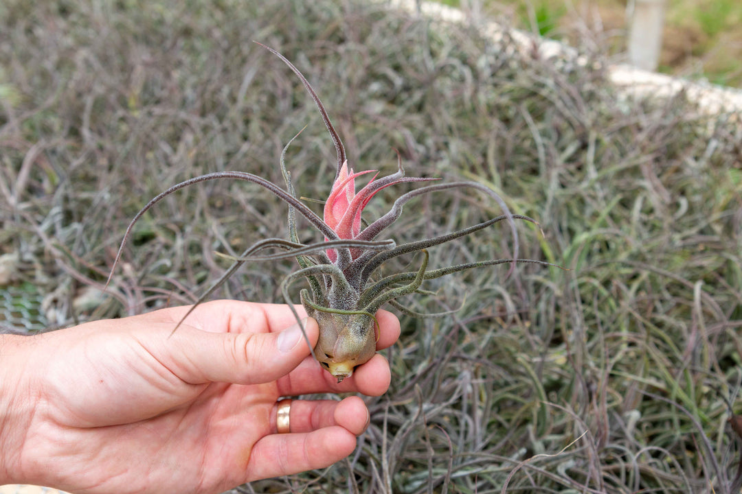 BLOOM SALE - Tillandsia Pruinosa Air Plants - Set of 5 or 10 - 20% Off