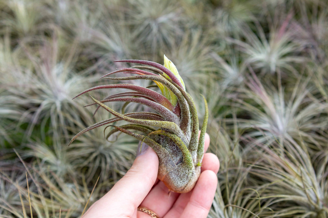 BLOOM SALE - Tillandsia Pruinosa Air Plants - Set of 5 or 10 - 20% Off