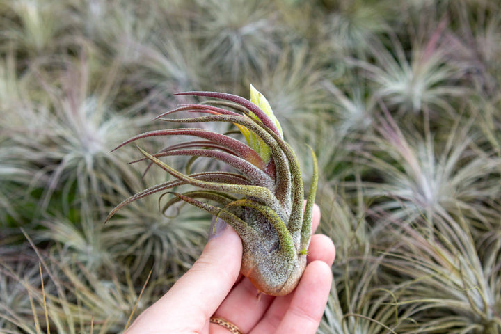 BLOOM SALE - Tillandsia Pruinosa Air Plants - Set of 5 or 10 - 20% Off