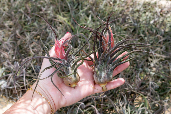 BLOOM SALE - Tillandsia Pruinosa Air Plants - Set of 5 or 10 - 20% Off