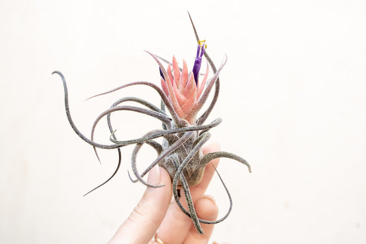 BLOOM SALE - Tillandsia Pruinosa Air Plants - Set of 5 or 10 - 20% Off