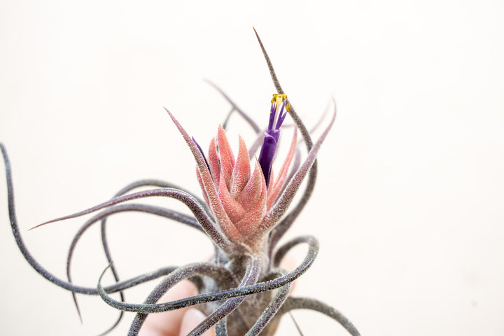 BLOOM SALE - Tillandsia Pruinosa Air Plants - Set of 5 or 10 - 20% Off