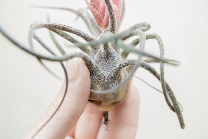 BLOOM SALE - Tillandsia Pruinosa Air Plants - Set of 5 or 10 - 20% Off