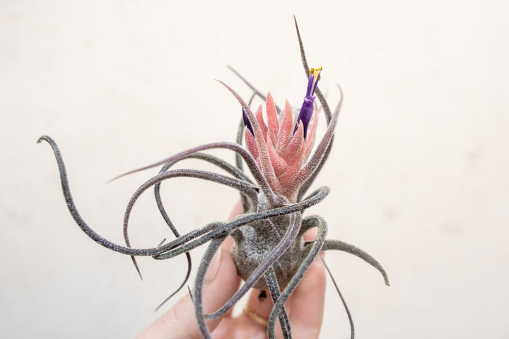 BLOOM SALE - Tillandsia Pruinosa Air Plants - Set of 5 or 10 - 20% Off