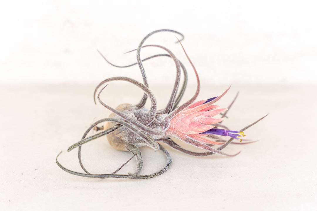 BLOOM SALE - Tillandsia Pruinosa Air Plants - Set of 5 or 10 - 20% Off