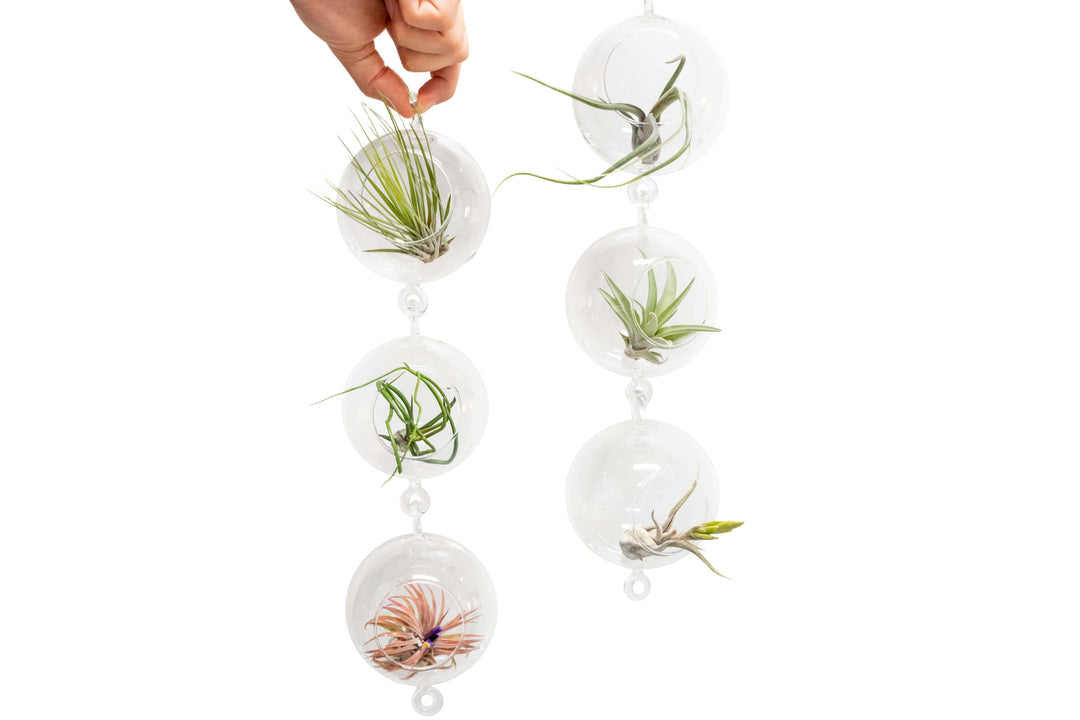 hanging plant globes Wholesale