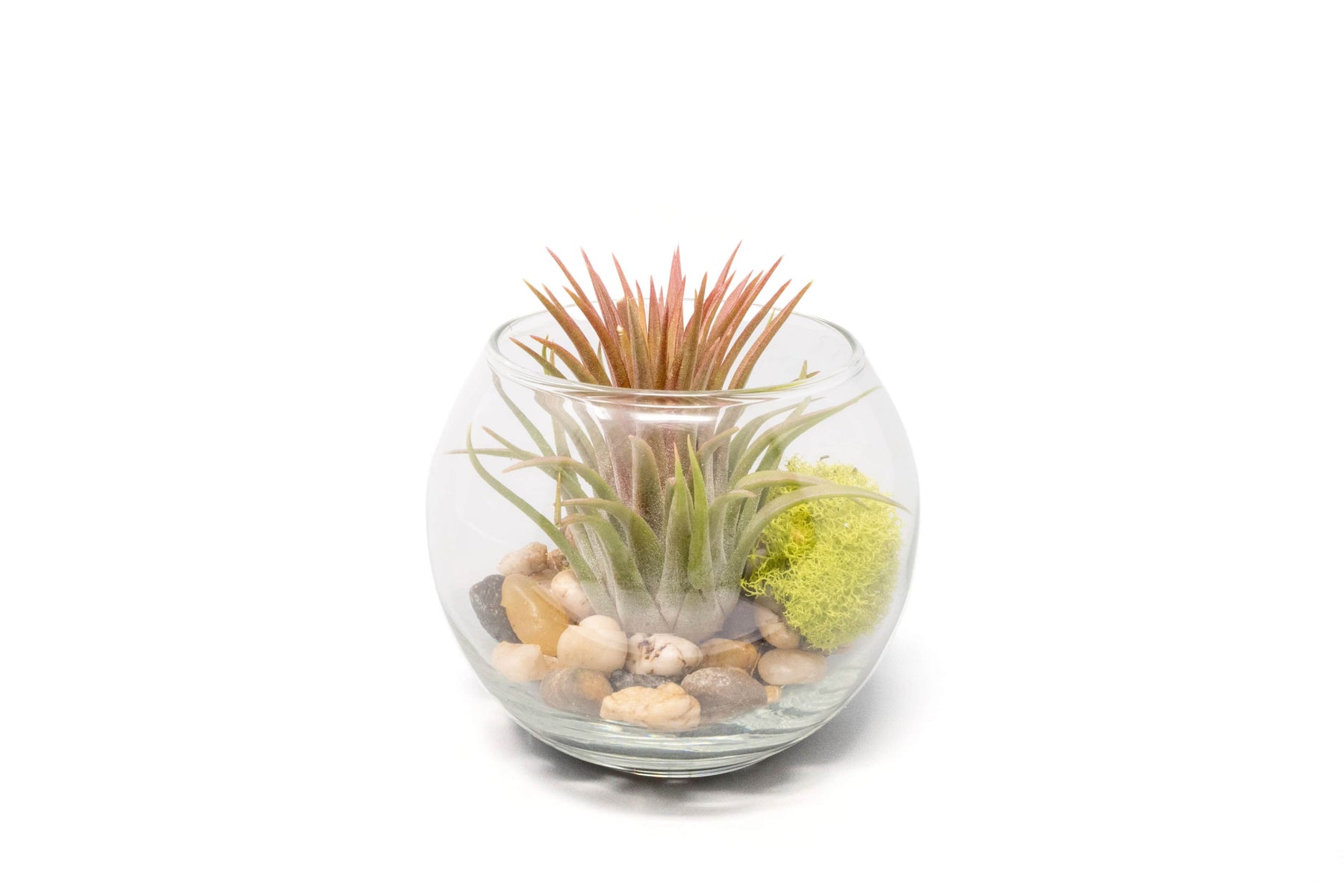 air plant terrarium wholesale Wholesale