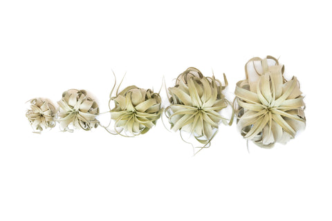Tillandsia Xerografica XXXXL – Pianta Aria VERA In Formato Gigante | Powers To Flowers + Omaggio Segreto