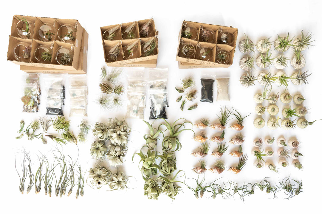 wholesale air plants for sale Wholesale