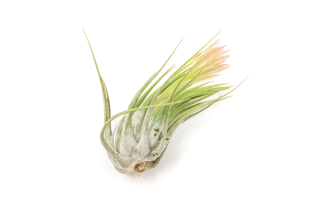 scaposa air plant Large Tillandsia Ionantha Scaposa