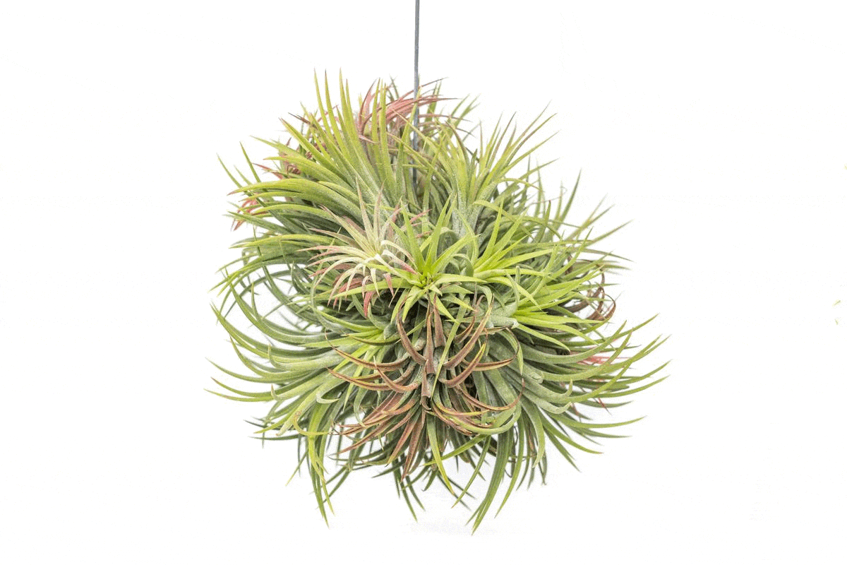 Tillandsia Ionantha Rubra Hanging Cluster - Thumbnail 5