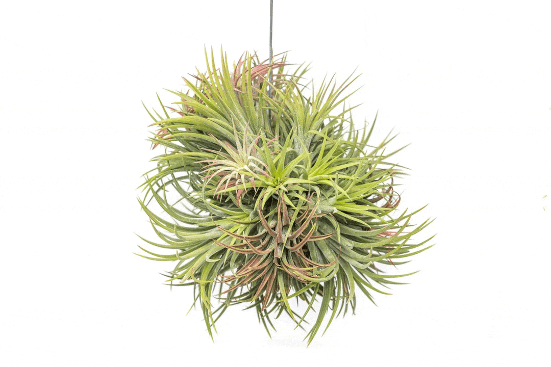 GIF of Tillandsia Ionantha Hanging Cluster