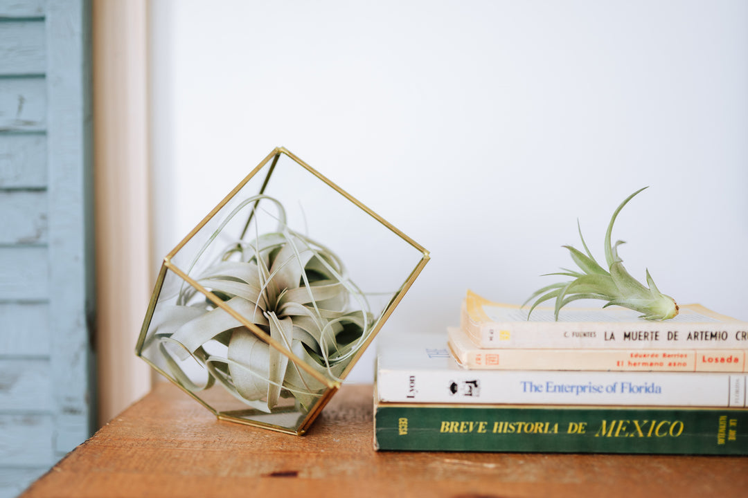 geometric air plant terrarium Wholesale
